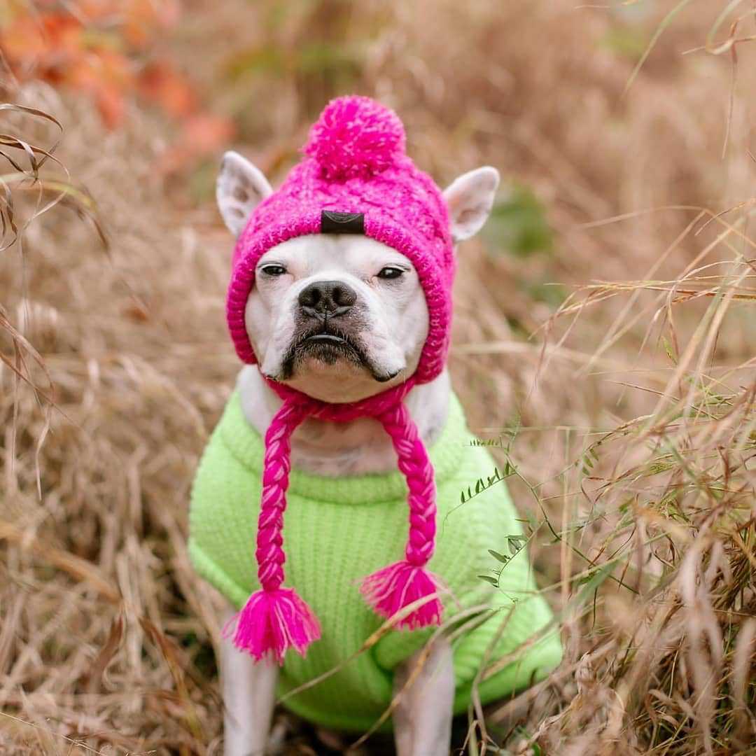 Wool Ball Thermal And Windproof Puffy Ball Knitted Dog Hat ee55faea 0dff 4f81 a62e d44d952519a5