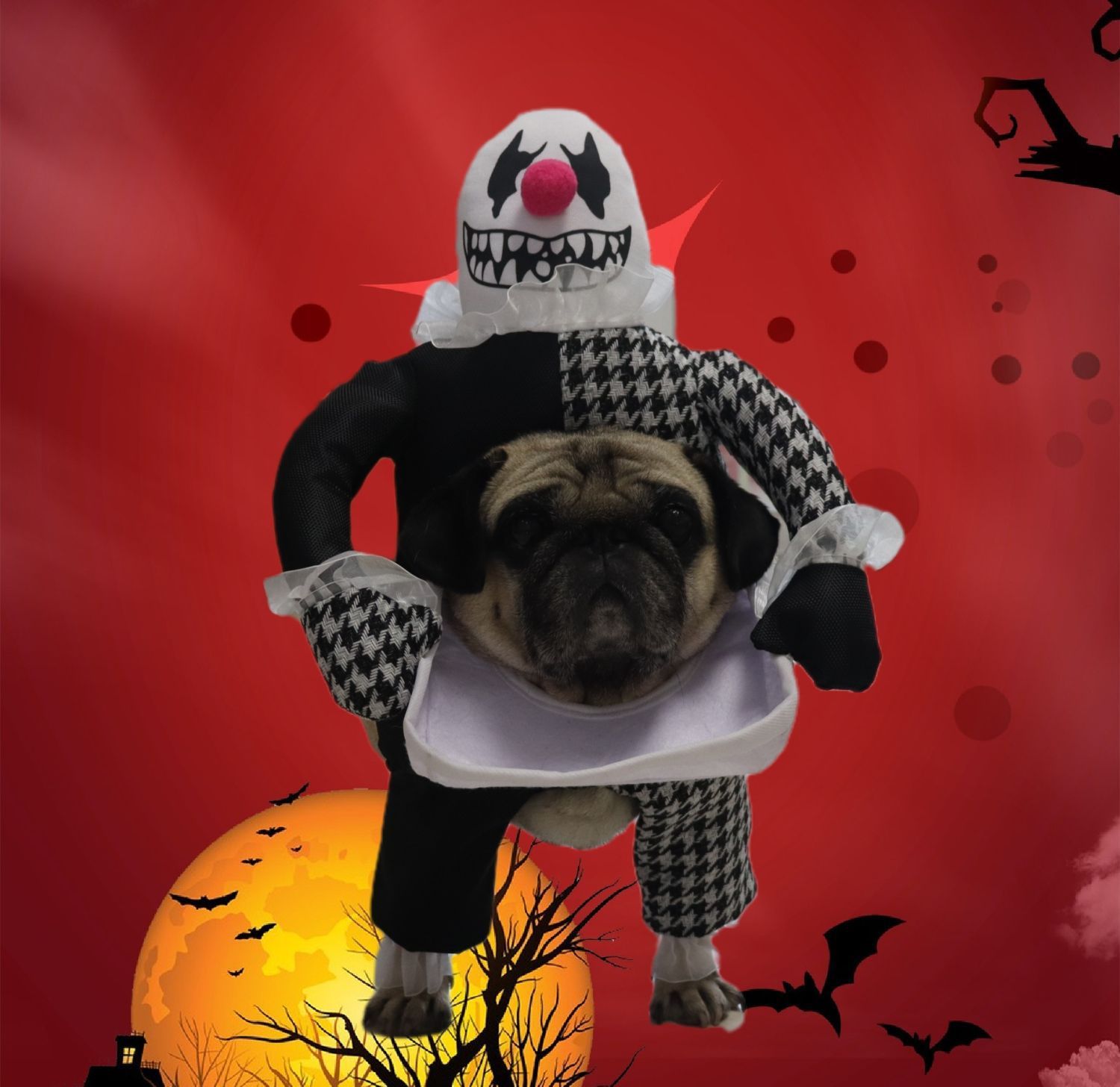 Pet Halloween Costume Photo Props Demon Transformation f09d6a0a c8ea 4f8d 9bac 8a328c18338e