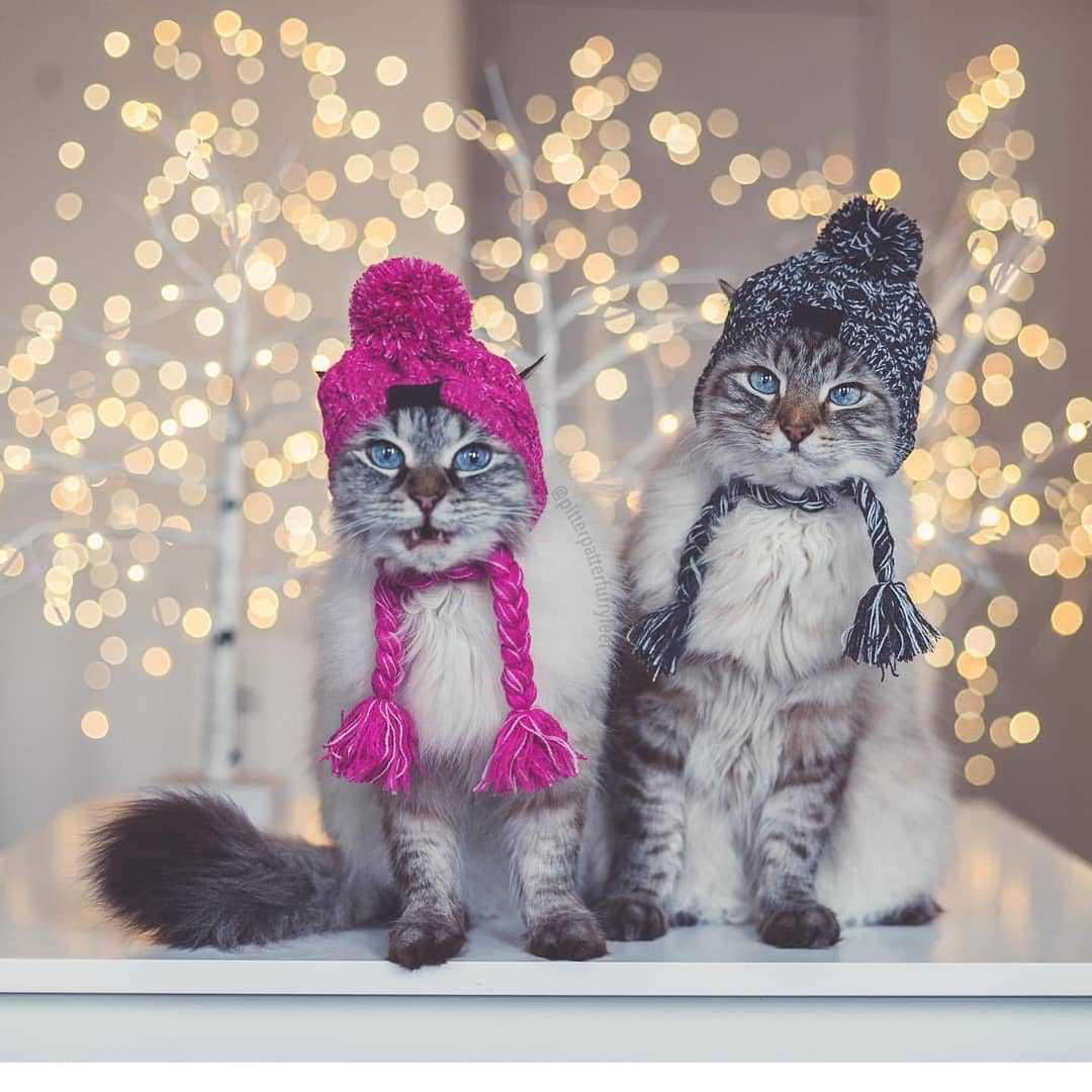 Wool Ball Thermal And Windproof Puffy Ball Knitted Dog Hat f2212088 d83f 4f78 9946 5a8ec82b3178