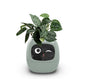 Smart Planter Endless Fun Over 49 Rich Expressions 7 Smart Sensors And AI Chips Make Raising Plants Easy And Fun fc0b079e 217